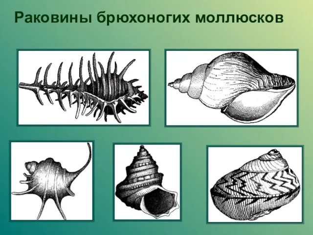 Раковины брюхоногих моллюсков