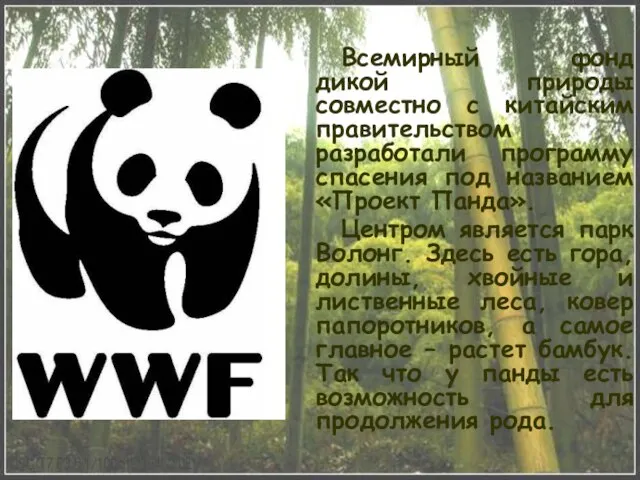 Всемирный фонд дикой природы совместно с китайским правительством разработали программу спасения под