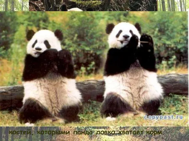 Весьма полезной отличительной чертой панды является подобие шестого большого пальца на передних
