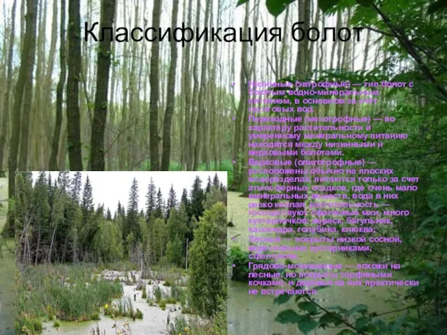 Классификация болот Низинные (эвтрофные) — тип болот с богатым водно-минеральным питанием, в