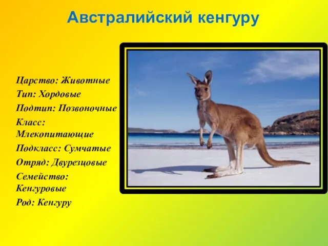 Австралийский кенгуру Царство: Животные Тип: Хордовые Подтип: Позвоночные Класс: Млекопитающие Подкласс: Сумчатые
