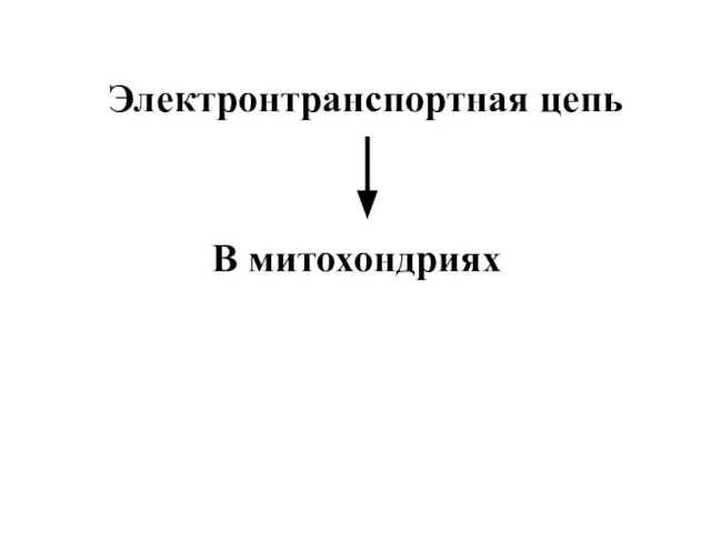 Электронтранспортная цепь В митохондриях