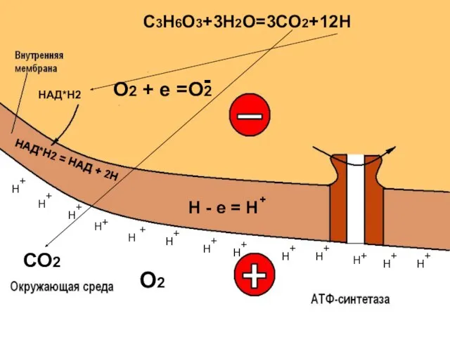 НАД*Н2 = НАД + 2Н СО2 О2 + + + + +