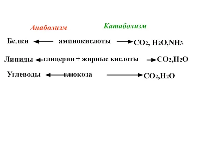 аминокислоты глицерин + жирные кислоты глюкоза Белки Липиды Углеводы СО2, Н2О,NH3 СО2,Н2О СО2,Н2О Анаболизм Катаболизм