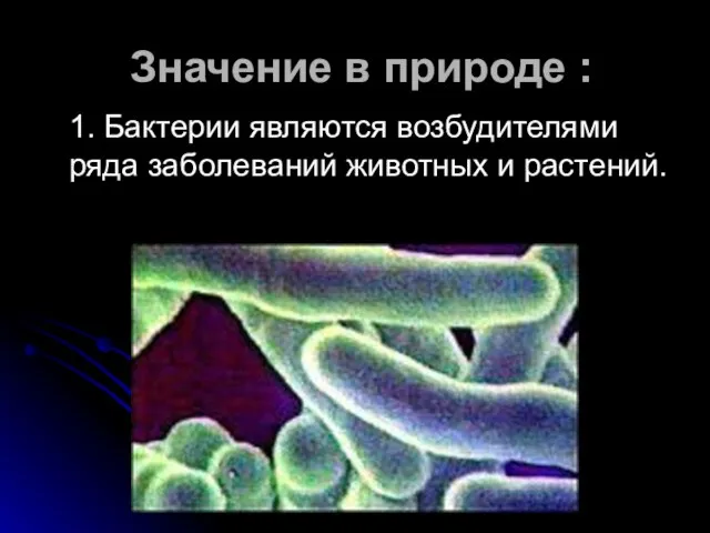 Значение в природе : 1. Бактерии являются возбудителями ряда заболеваний животных и растений.