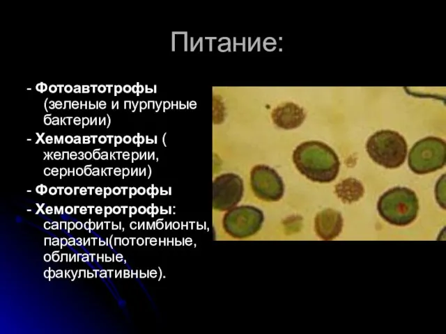 Питание: - Фотоавтотрофы (зеленые и пурпурные бактерии) - Хемоавтотрофы ( железобактерии, сернобактерии)