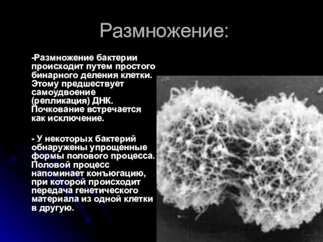 Размножение: -Размножение бактерии происходит путем простого бинарного деления клетки. Этому предшествует самоудвоение