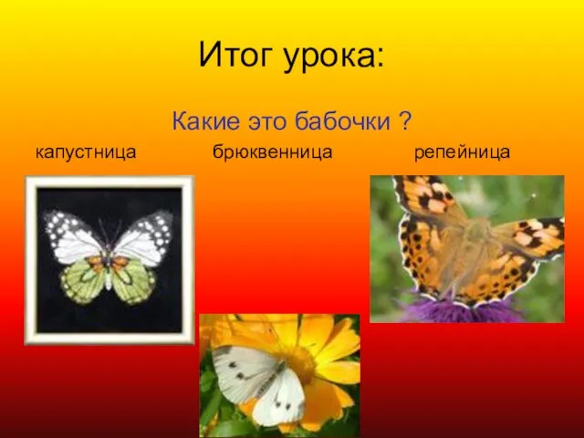 Итог урока: Какие это бабочки ? капустница брюквенница репейница