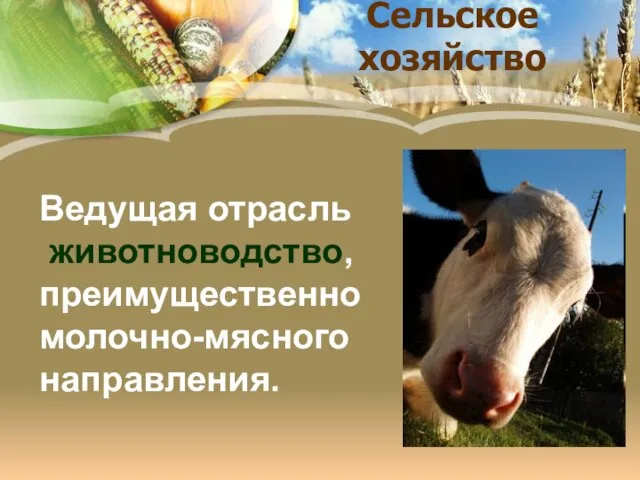 Сельское хозяйство Ведущая отрасль животноводство, преимущественно молочно-мясного направления.