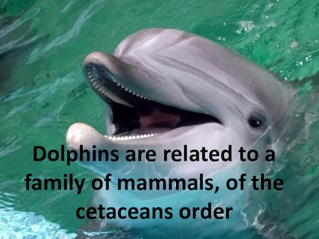 Dolphins are related to a family of mammals, of the cetaceans order