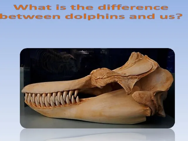 What is the difference between dolphins and us?