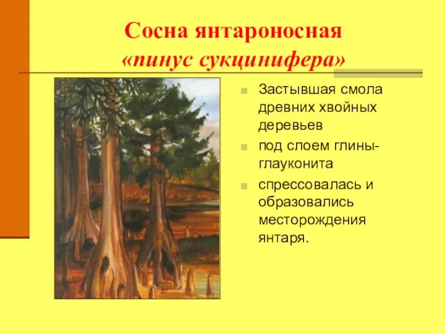 Сосна янтароносная «пинус сукцинифера» Застывшая смола древних хвойных деревьев под слоем глины-глауконита