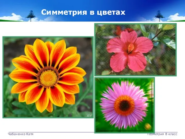 Чабаненко Катя Геометрия 8 класс Симметрия в цветах