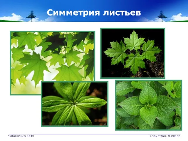 Чабаненко Катя Геометрия 8 класс Симметрия листьев