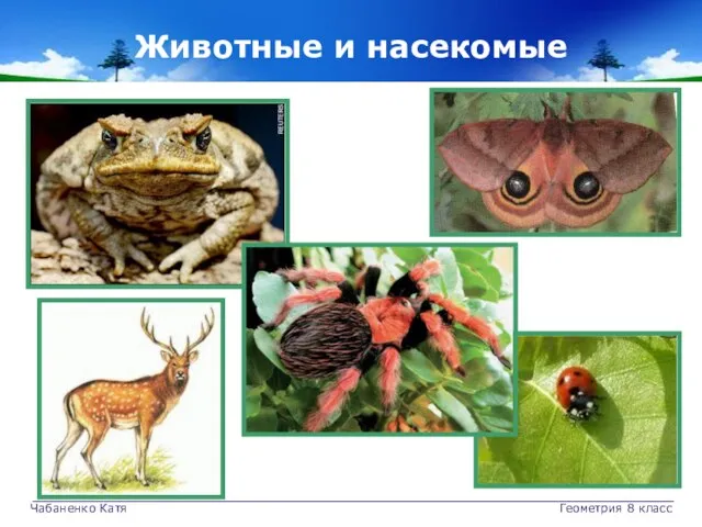 Чабаненко Катя Геометрия 8 класс Животные и насекомые