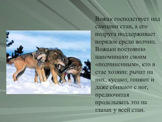 Вожак господствует над самцами стаи, а его подруга поддерживает порядок среди волчиц.