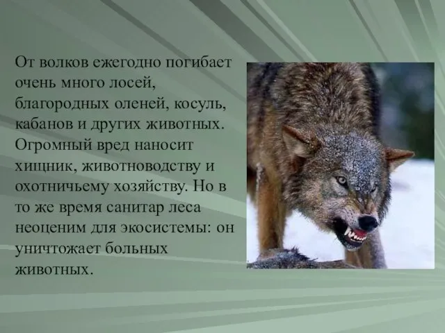 От волков ежегодно погибает очень много лосей, благородных оленей, косуль, кабанов и