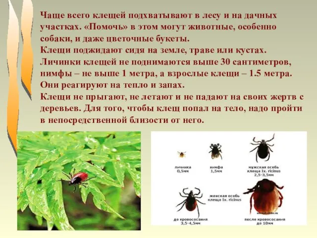 Чаще всего клещей подхватывают в лесу и на дачных участках. «Помочь» в