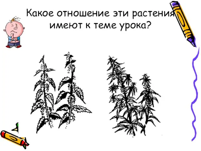 Какое отношение эти растения имеют к теме урока?