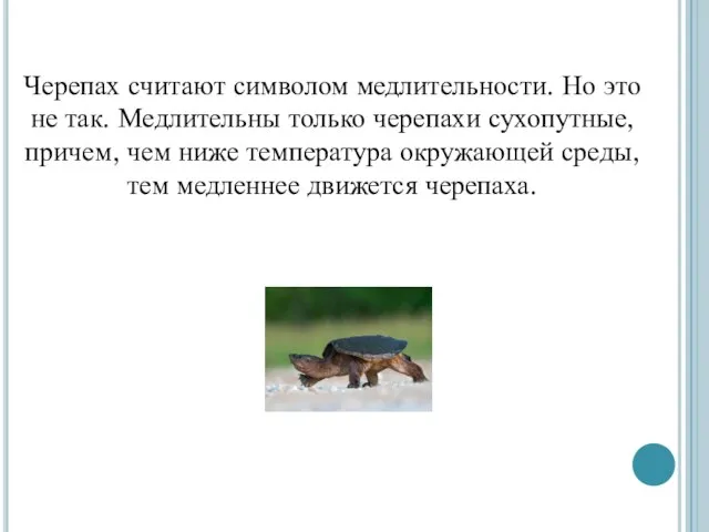 Черепах считают символом медлительности. Но это не так. Медлительны только черепахи сухопутные,