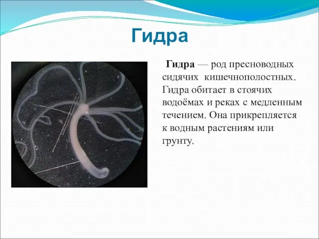 Гидра Гидра — род пресноводных сидячих кишечнополостных. Гидра обитает в стоячих водоёмах