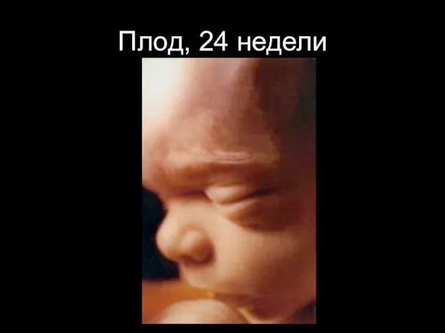 Плод, 24 недели