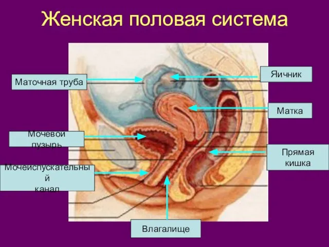 Женская половая система Яичник Маточная труба Матка Мочевой пузырь Мочеиспускательный канал Влагалище Прямая кишка