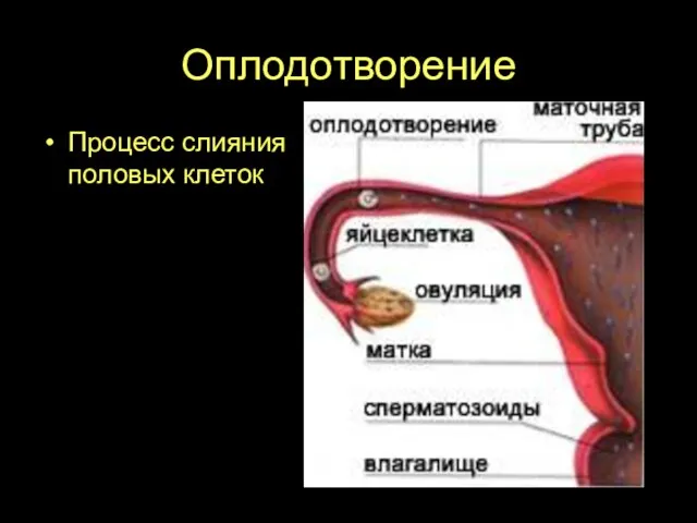 Оплодотворение Процесс слияния половых клеток