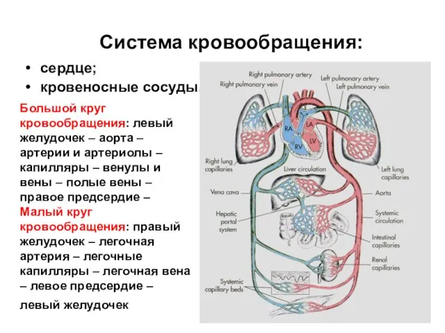 Система кровообращения: сердце; кровеносные сосуды. Большой круг кровообращения: левый желудочек – аорта