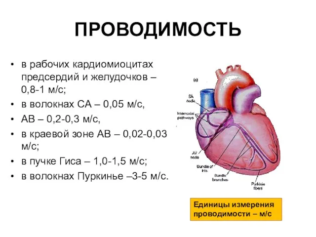 ПРОВОДИМОСТЬ в рабочих кардиомиоцитах предсердий и желудочков – 0,8-1 м/с; в волокнах