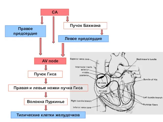 СА Правое предсердие Пучок Бахмана Левое предсердие AV node Пучок Гиса Правая