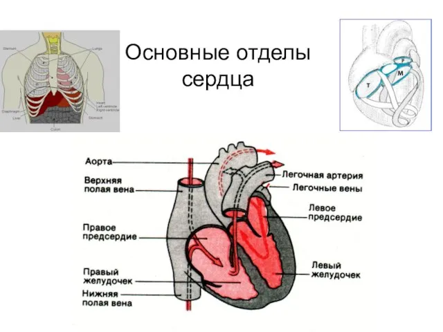 Основные отделы сердца