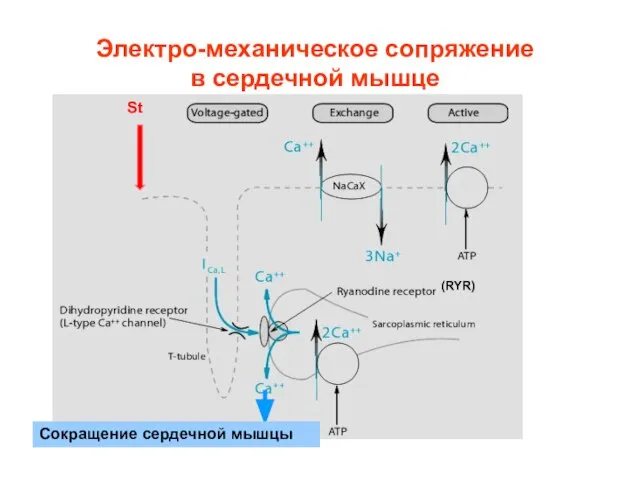 (RYR) Сокращение сердечной мышцы Электро-механическое сопряжение в сердечной мышце St