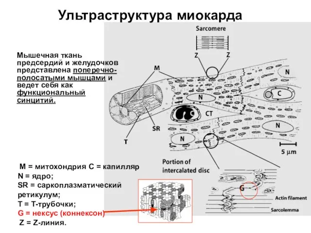 M = митохондрия C = капилляр N = ядро; SR = саркоплазматический