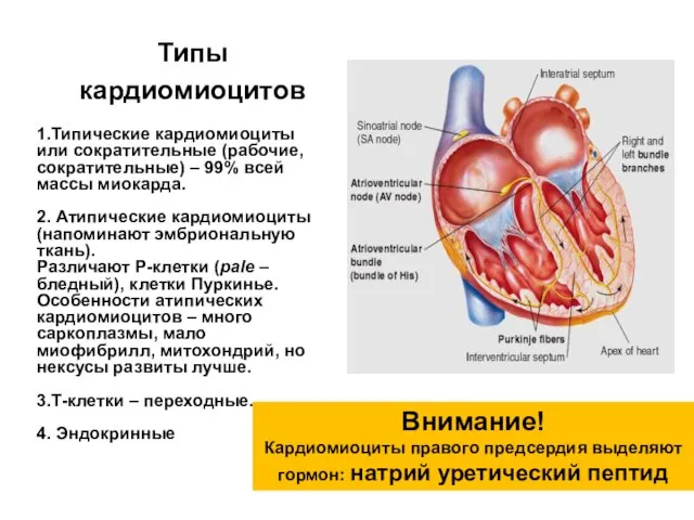 Типы кардиомиоцитов Внимание! Кардиомиоциты правого предсердия выделяют гормон: натрий уретический пептид 1.Типические