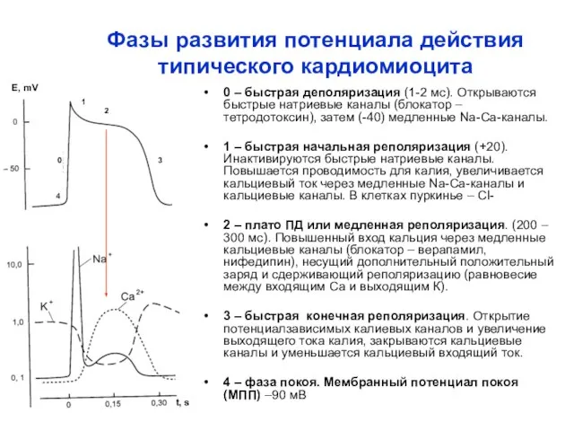 Фазы развития потенциала действия типического кардиомиоцита 0 – быстрая деполяризация (1-2 мс).