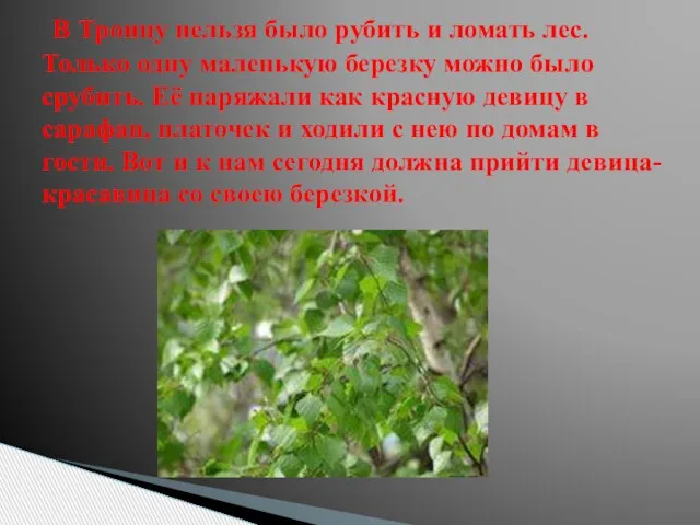 В Троицу нельзя было рубить и ломать лес. Только одну маленькую березку