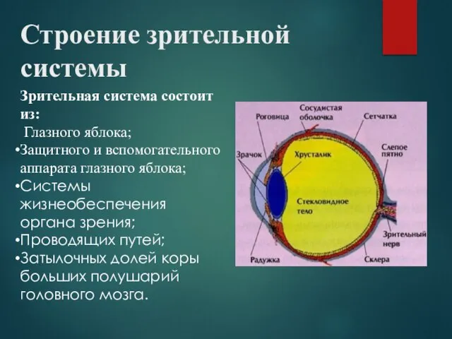 Строение зрительной системы Зрительная система состоит из: Глазного яблока; Защитного и вспомогательного