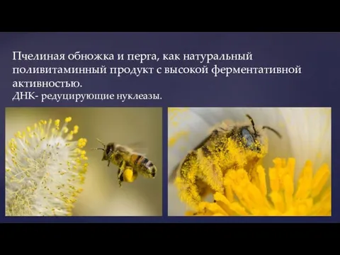 Пчелиная обножка и перга, как натуральный поливитаминный продукт с высокой ферментативной активностью. ДНК- редуцирующие нуклеазы.