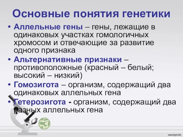 Основные понятия генетики Аллельные гены – гены, лежащие в одинаковых участках гомологичных