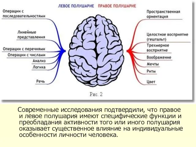 Современные исследования подтвердили, что правое и левое полушария имеют специфические функции и