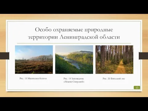 Особо охраняемые природные территории Ленинградской области 13 Рис. 18 Мшинское болото Рис.