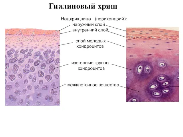 Надхрящница (перихондрий): наружный слой внутренний слой слой молодых хондроцитов изогенные группы хондроцитов