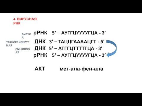 4. ВИРУСНАЯ РНК рРНК 5’ – АУГГЦУУУУГЦА - 3’ ДНК 3’ –