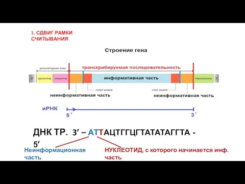ДНК ТР. 3’ – АТТАЦТГГЦГТАТАТАГГТА - 5’ Неинформационная часть НУКЛЕОТИД, с которого