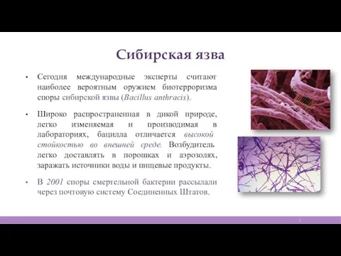 Сибирская язва Сегодня международные эксперты считают наиболее вероятным оружием биотерроризма споры сибирской