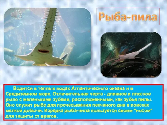 Водится в теплых водах Атлантического океана и в Средиземном море. Отличительная черта