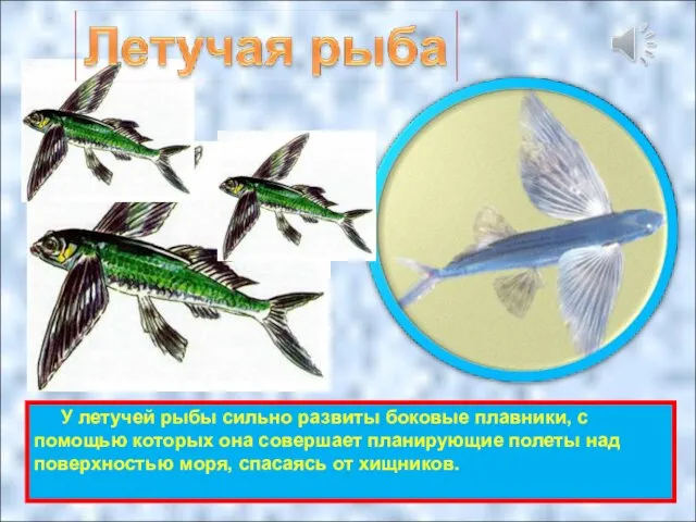 У летучей рыбы сильно развиты боковые плавники, с помощью которых она совершает