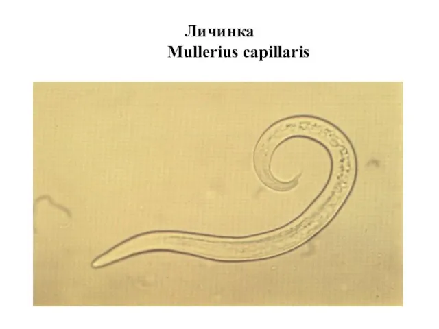 Личинка Mullerius capillaris