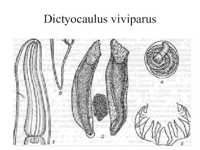 Dictyocaulus viviparus